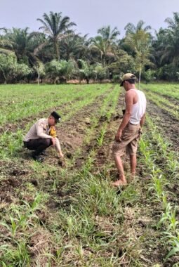 Polsek Tambusai Utara Pastikan Tanaman Jagung Tumbuh Optimal Demi Ketahanan Pangan