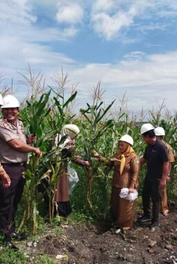Upika Ujung Batu Puji Panen Jagung dan Sayuran PT RSI