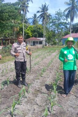 Polsek Kunto Darussalam Cek Perkembangan Jagung Program Ketahanan Pangan di Desa Pasir Luhur