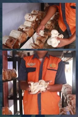 Warga Binaan Lapas Pasir Pangaraian Terus Budidaya Jamur Tiram sebagai Bekal Kemandirian
