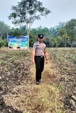 Bhabinkamtibmas Polsek Tambusai Utara Cek Pertumbuhan Jagung di Mekar Jaya, Tanaman Berusia Delapan Hari Tumbuh Baik
